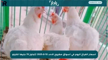 أسعار الفراخ اليوم في أسواق مطروح الأحد 10-8-2025 تتجاوز 70 جنيها للكيلو